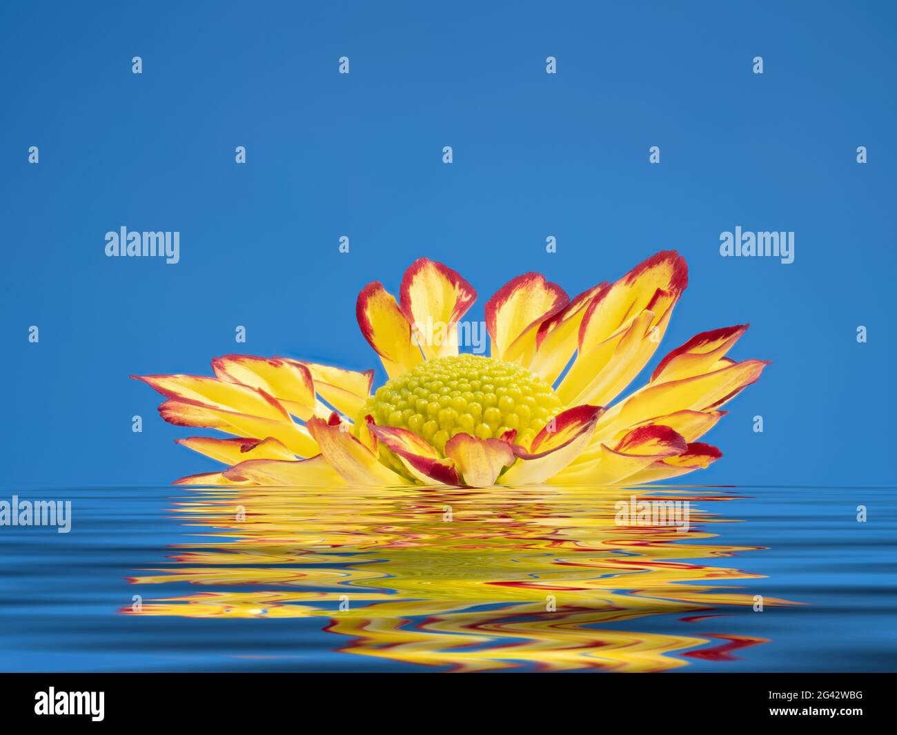 Chrysanthemum floating on the water Stock Photo