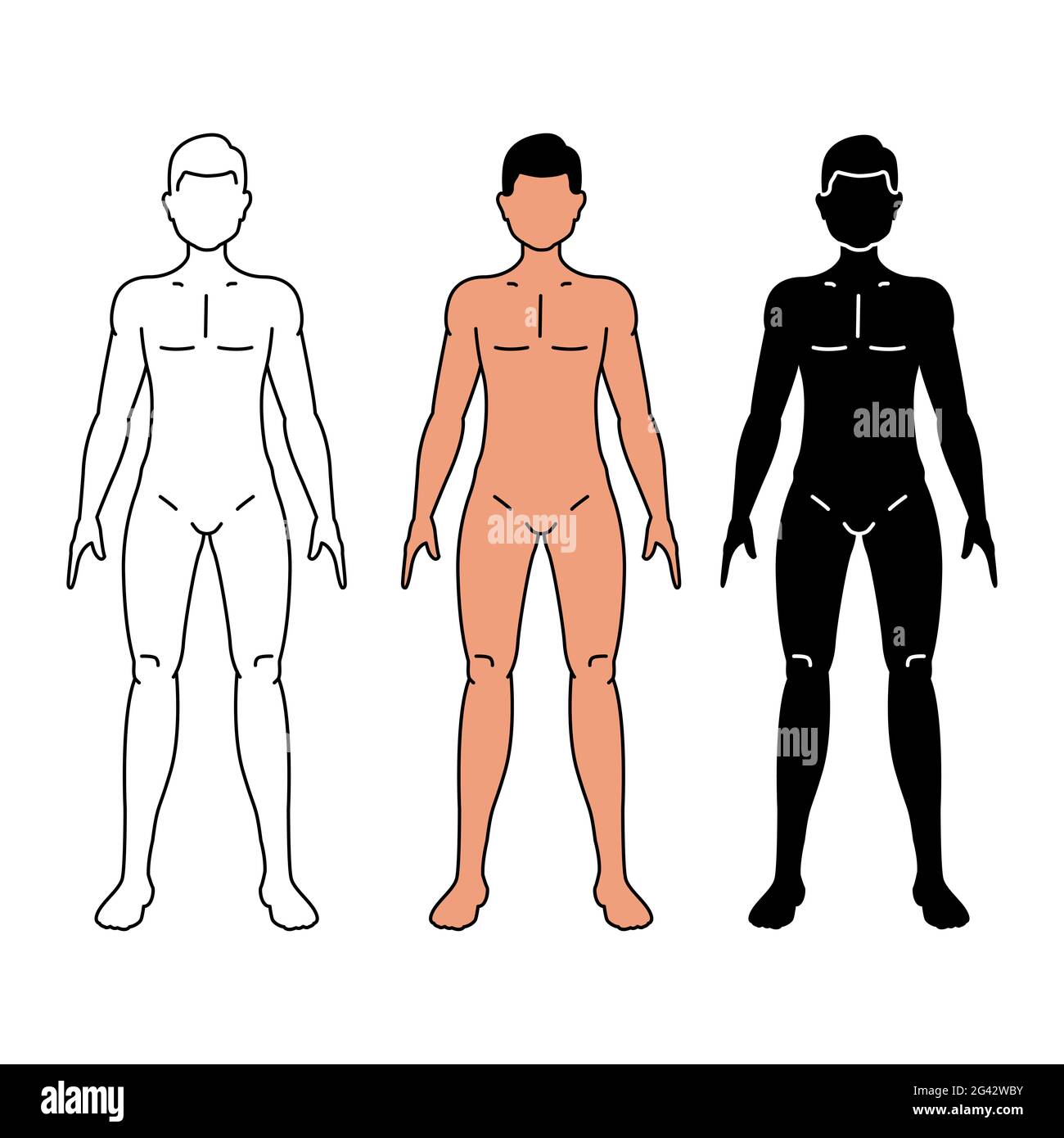 Vector Men's Body Male body vector illustration isolated on white background Stock Photo ...