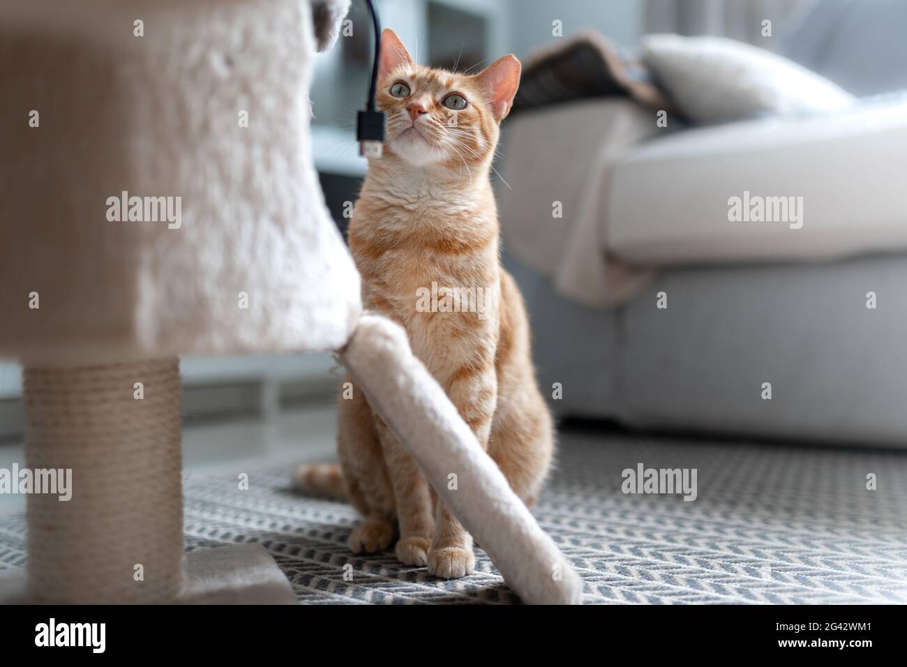 brown tabby cat sitting on the carpet, looks up Stock Photo - Alamy