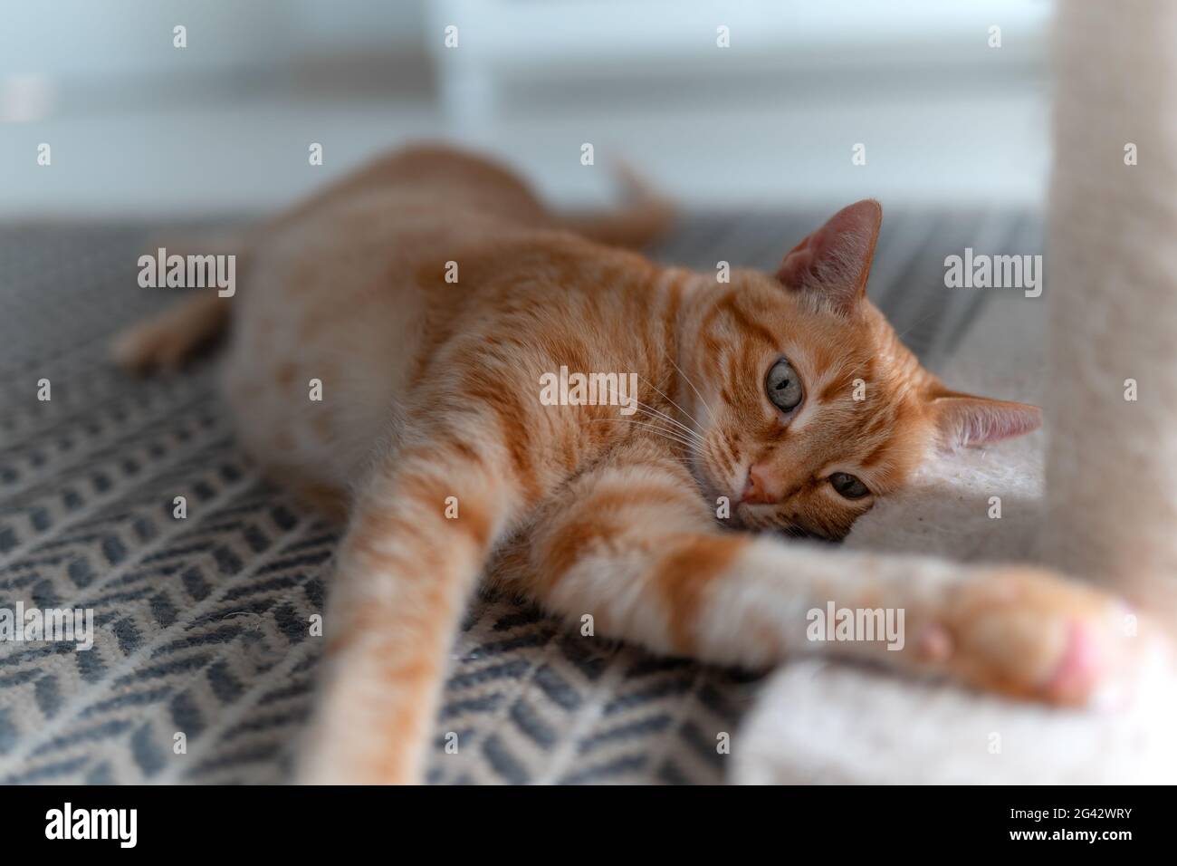 brown tabby cat with green eyes lying on the carpet plays with a ...