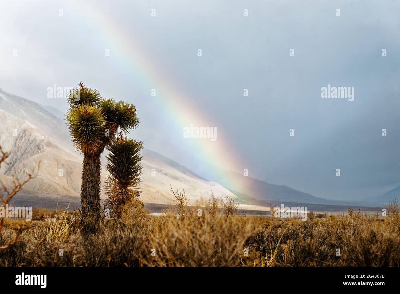 Rainbow over Joshua tree, Coso Junction, California, USA Stock Photo