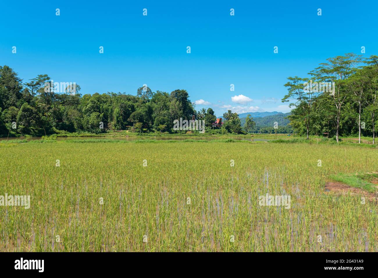 Landscape with rice fields in Tana Toraja on Sulawesi Stock Photo
