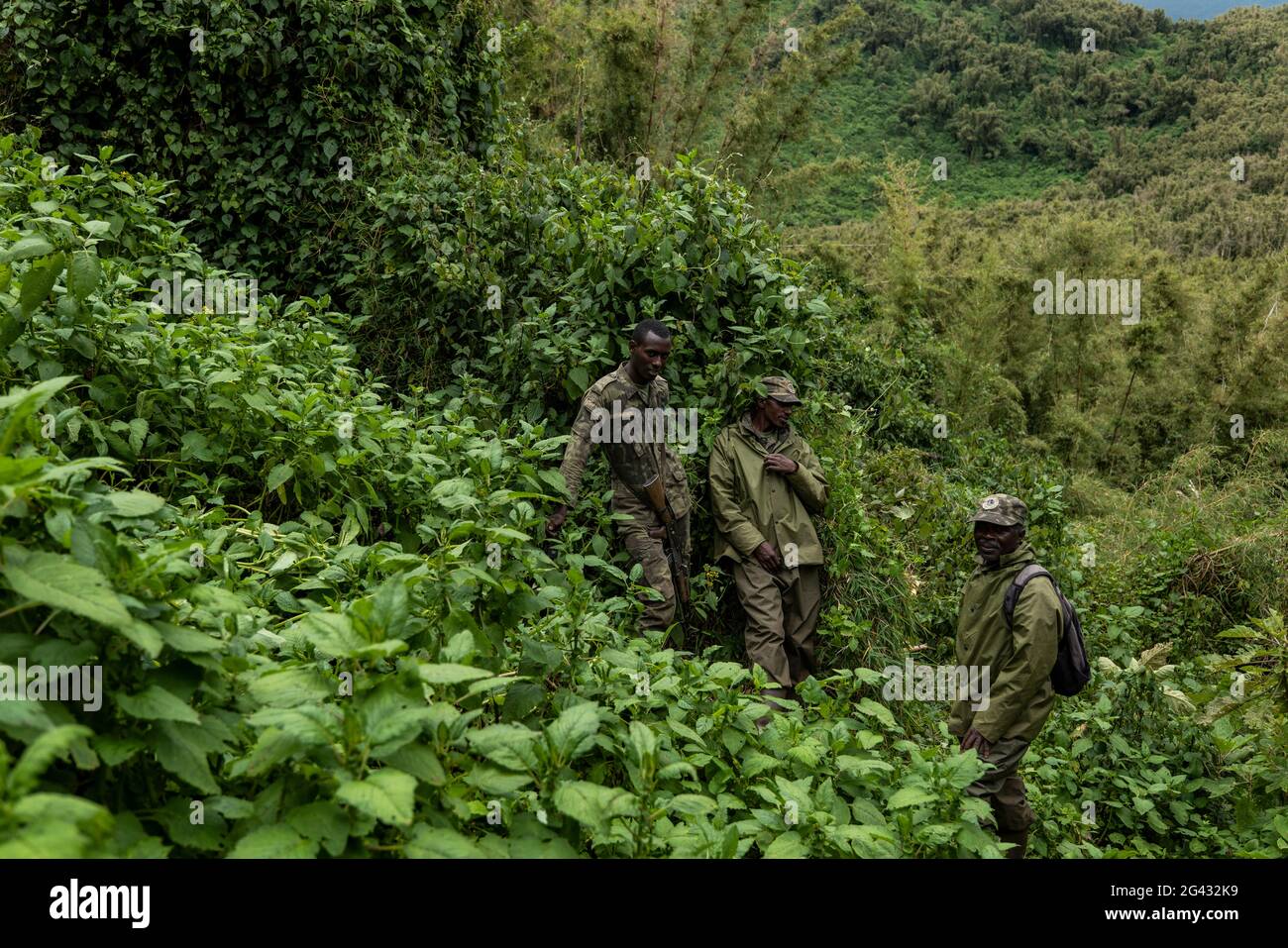Ranger guides and trackers during a trekking excursion to the Sabyinyo group of gorillas, Volcanoes National Park, Northern Province, Rwanda, Africa Stock Photo