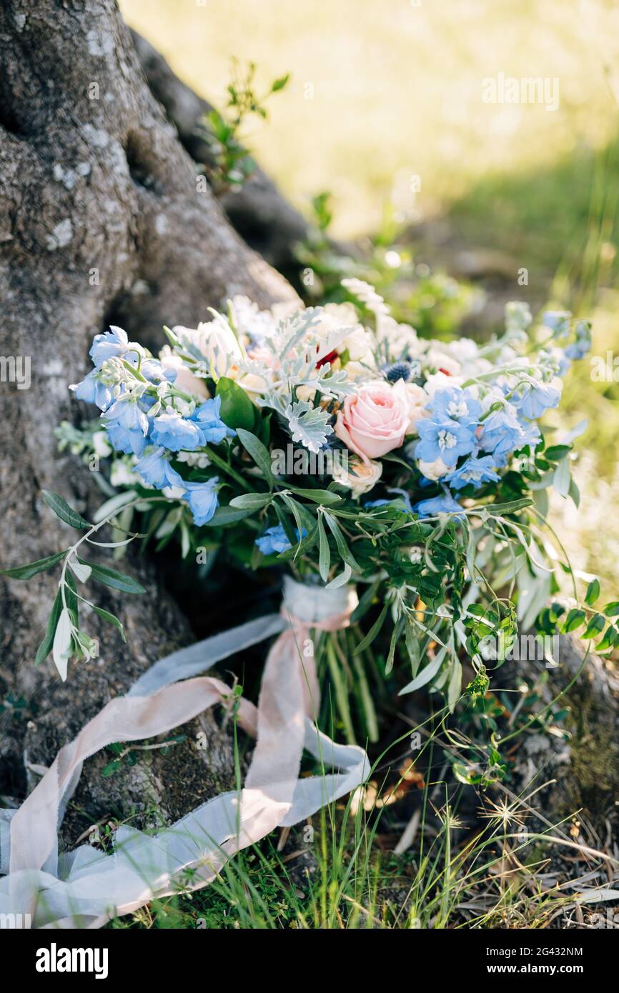 Bridal bouquet of pink roses, blue campanula, olive branches, artemisia, eryngium ,white ribbons near the tree on the ground Stock Photo