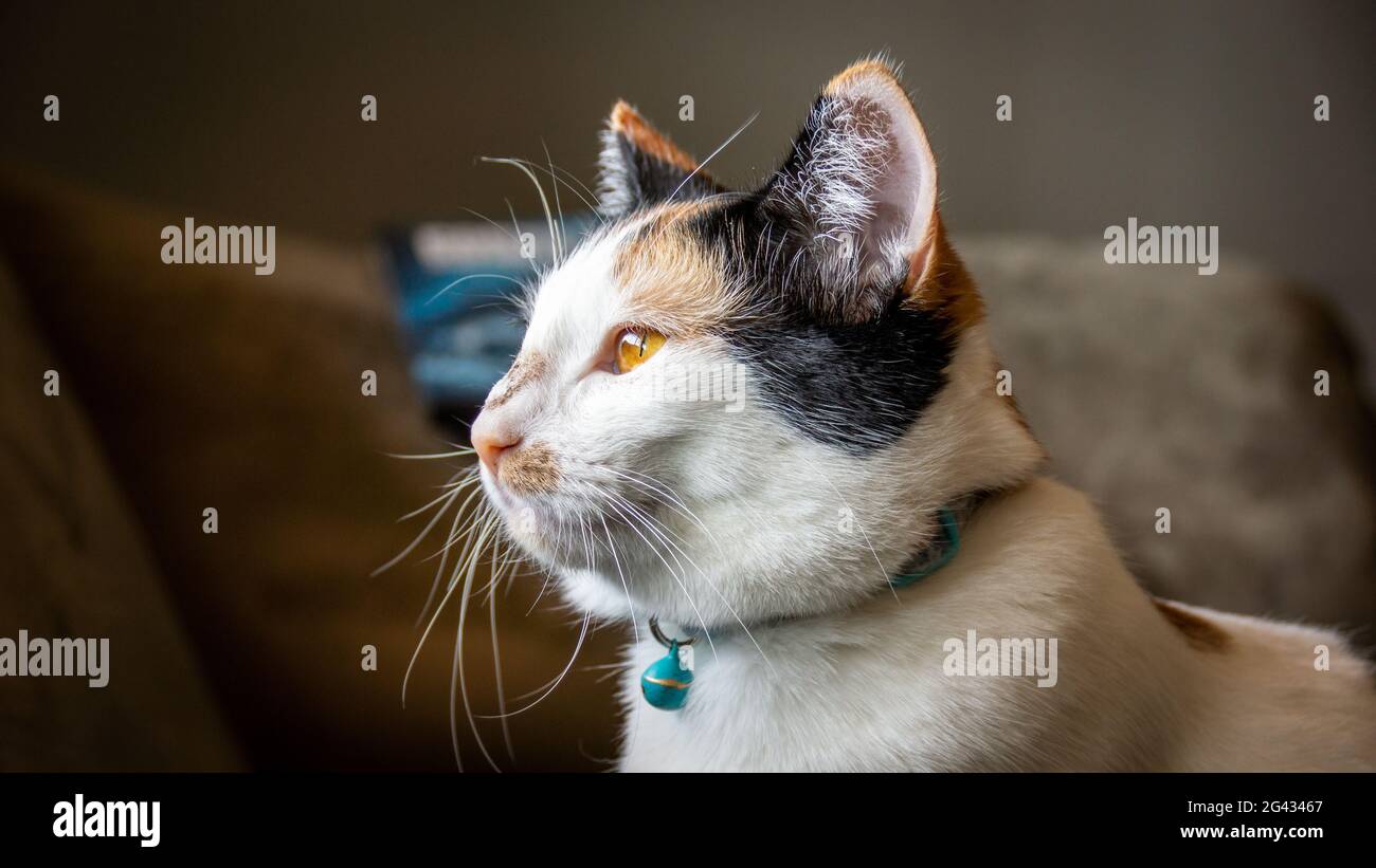 Calico cat profile view Stock Photo