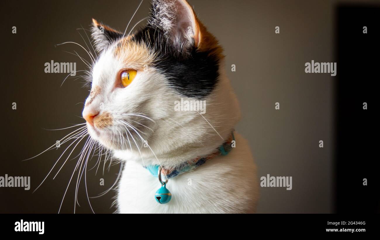 Calico cat profile view Stock Photo