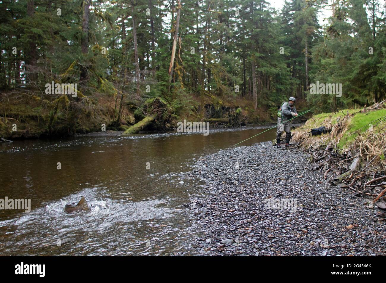 A fly fisherman beaches a large steelhead in one of Alaska's Tongass National Forest streams. Stock Photo