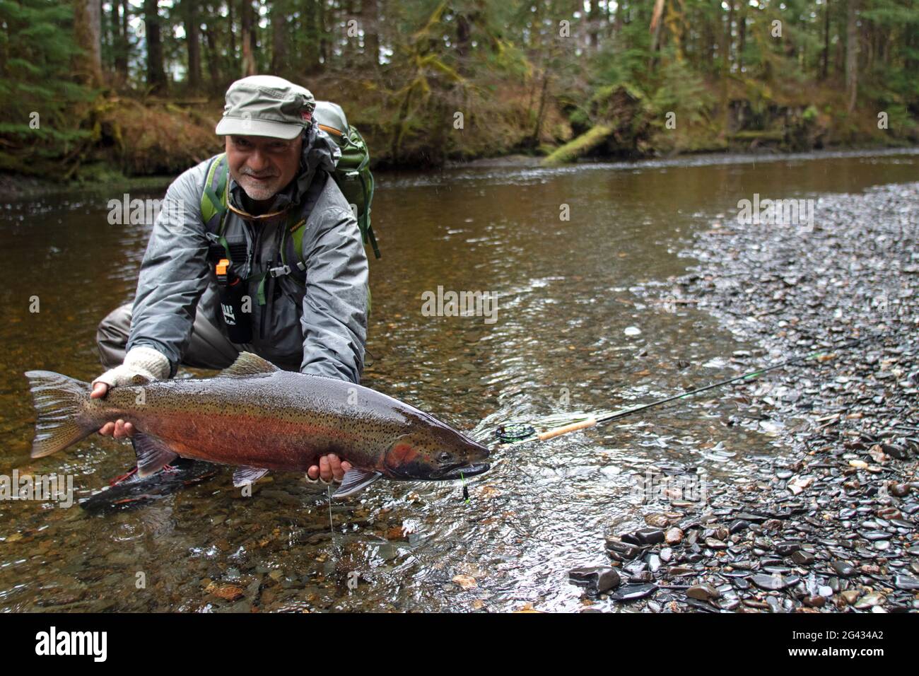 A flyfisher admires a large steelhead caught and released in one of Alaska's productive Tongass National Forest streams. Stock Photo