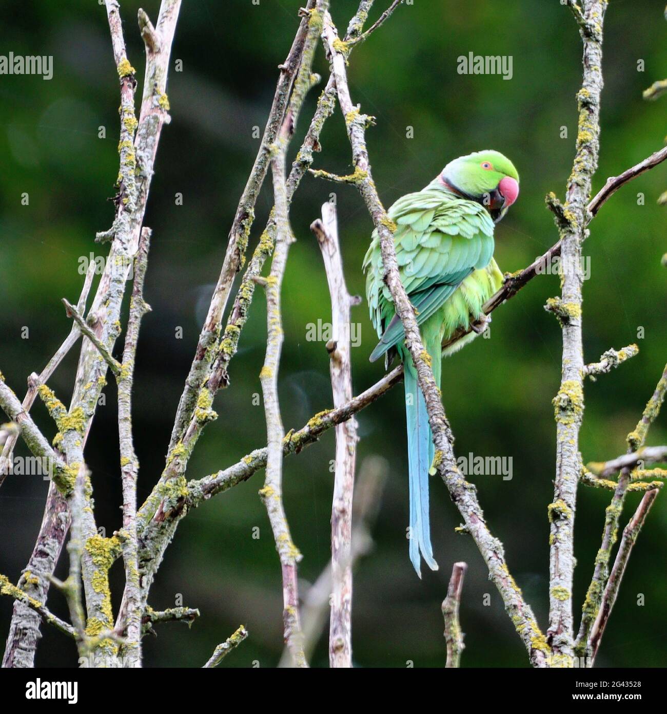 Ring-necked Parakeet at Chadkirk Nature Reserve, Stockport Stock Photo
