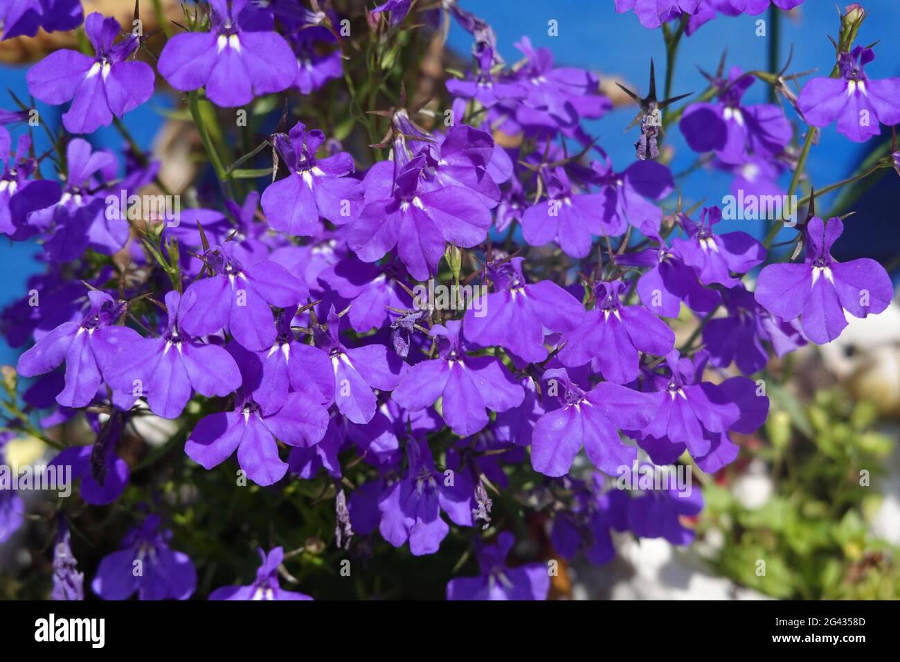 Lobelia erinus 'Riviera Marine Blue' Stock Photo