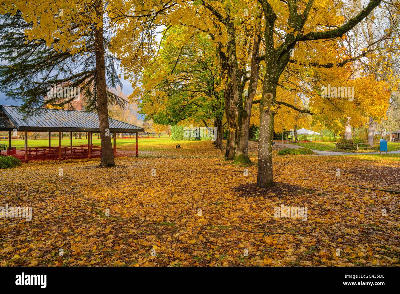 Public park with trees in autumn colors, Oregon, USA Stock Photo