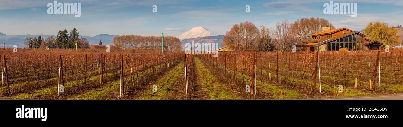 Vineyard in autumn, Mount Hood Winery, Hood River, Oregon, USA Stock Photo