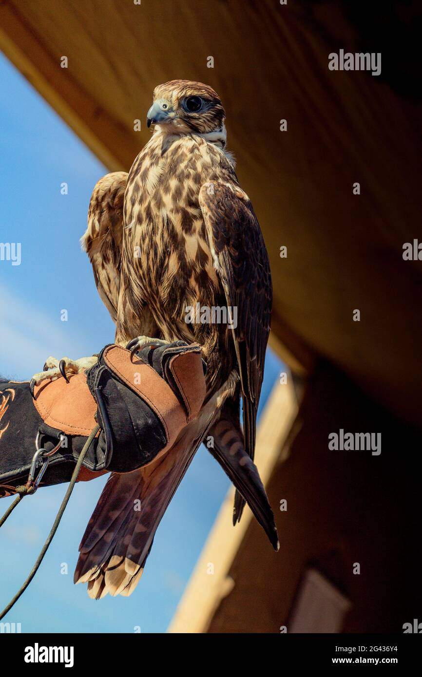 Falcon hawk bird sitting on falconers hand during show Stock Photo