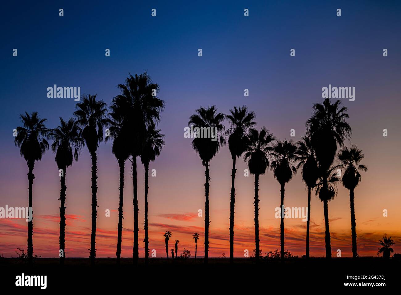 Silhouetted palm trees against moody sky at sunset Stock Photo