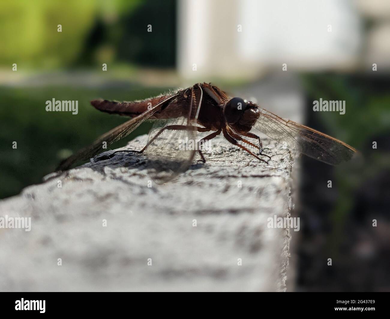 Dragonfly on raised garden bed Stock Photo Alamy