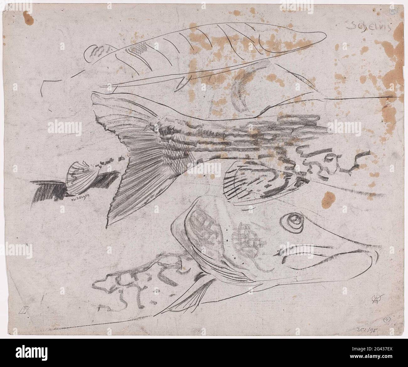 Haddock Quick Drawing Sketch sheet with studies of a haddock Stock Photo - Alamy