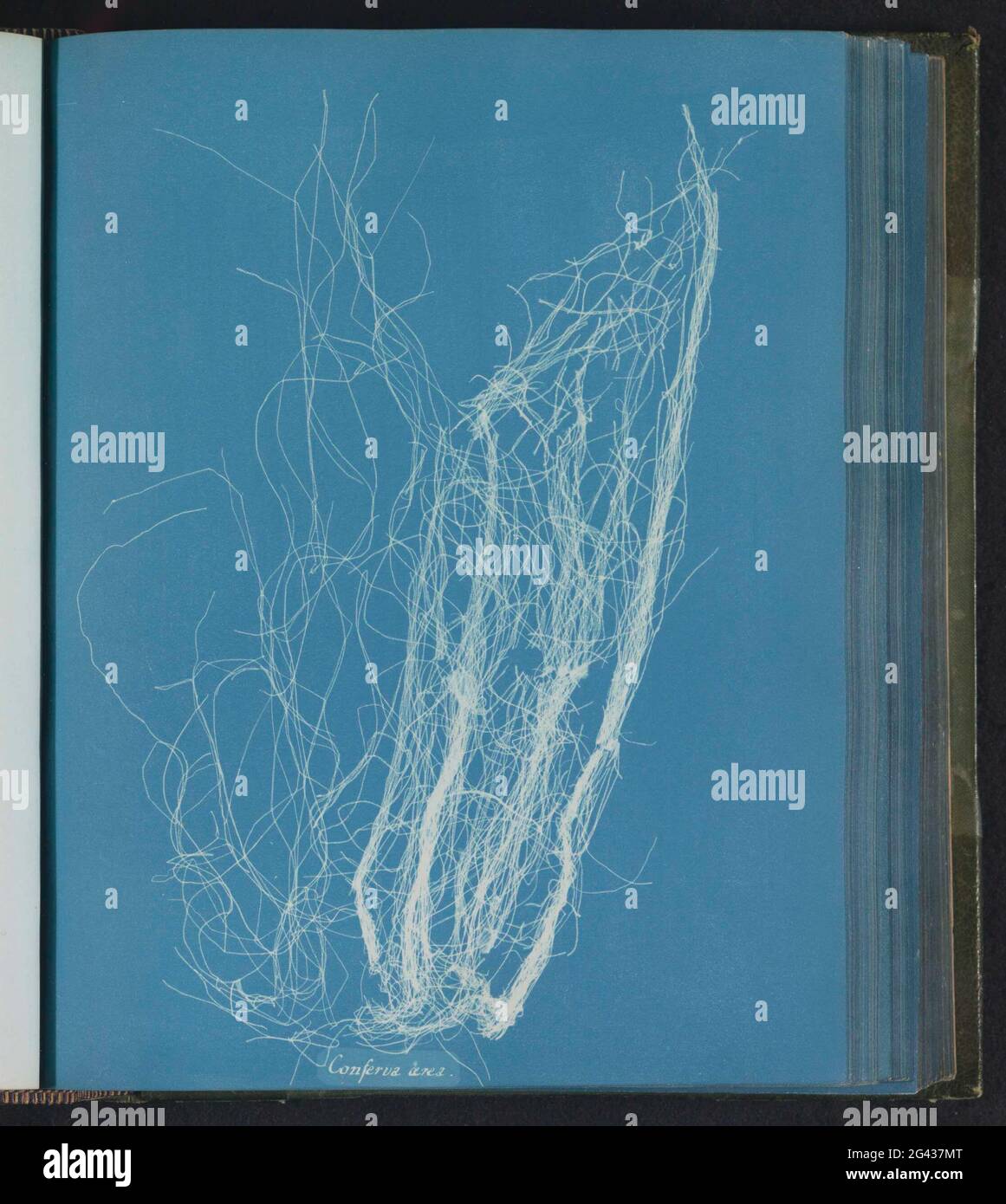 Conferva hi-res stock photography and images - Alamy