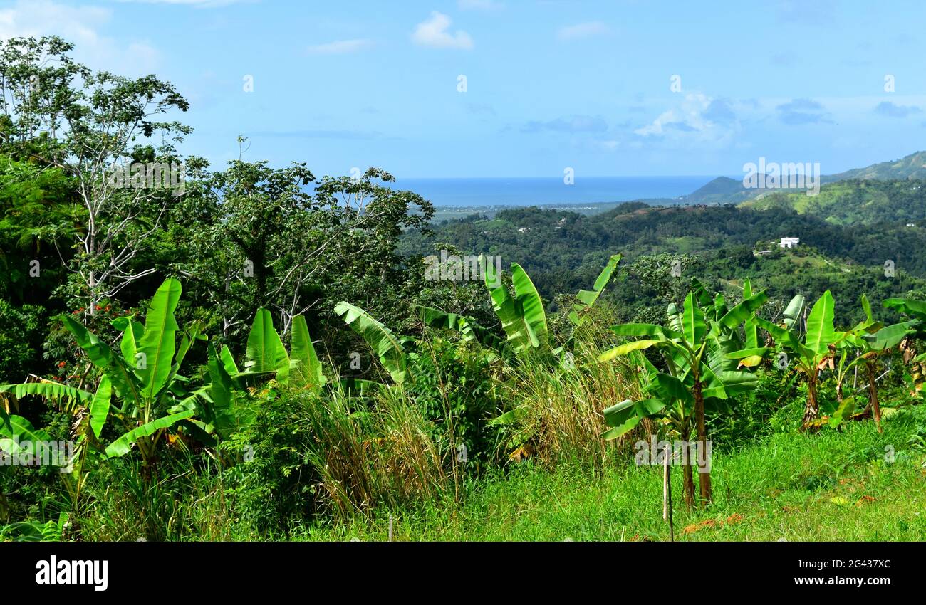 Enjoying the Enchanted Island of Puerto RIco Stock Photo