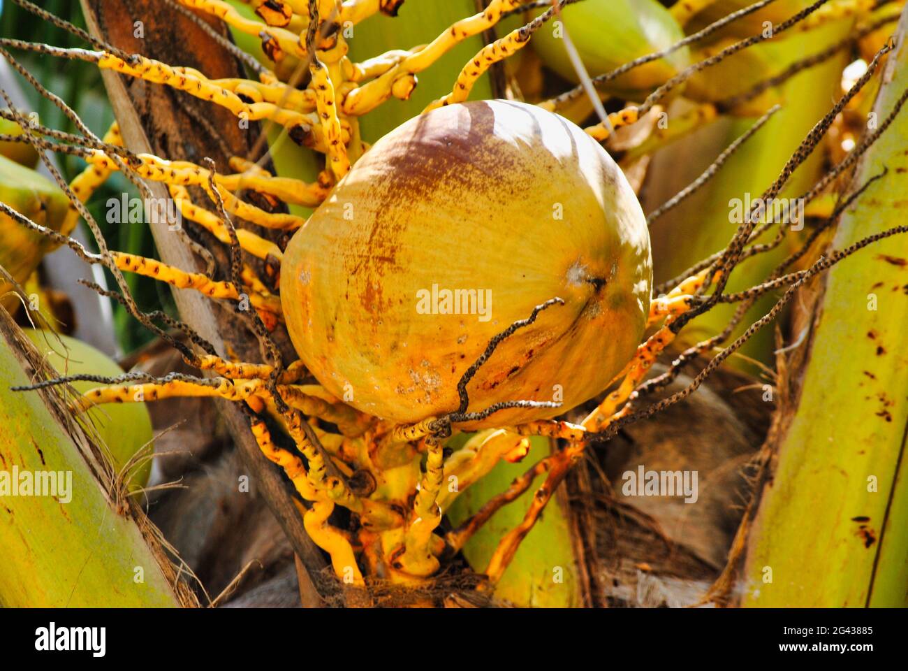 Coconut tree fruit hires stock photography and images Alamy