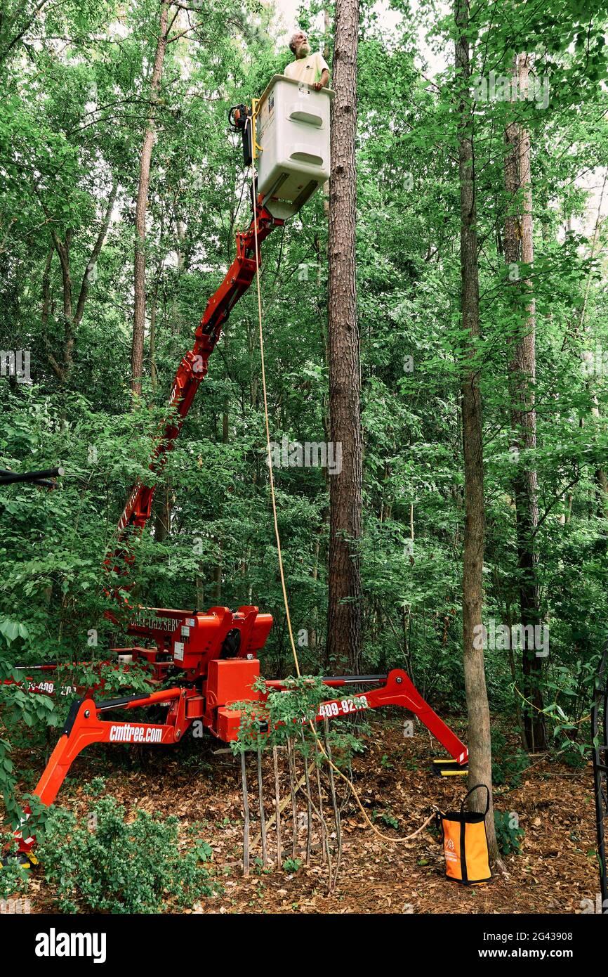 Tree trimmer in a bucket cutting down a pine tree with a chainsaw in Pike Road Alabama, USA. Stock Photo