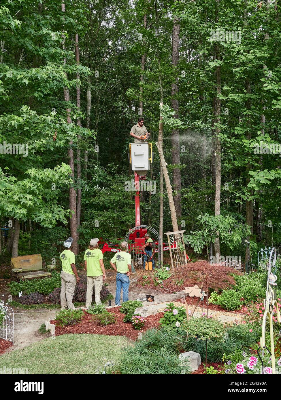 Tree trimmer in a bucket cutting down a pine tree with a chainsaw in