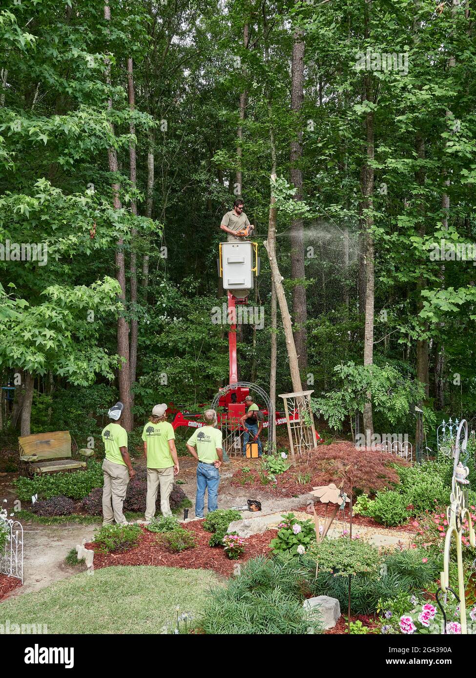 Tree trimmer in a bucket cutting down a pine tree with a chainsaw in Pike Road Alabama, USA. Stock Photo