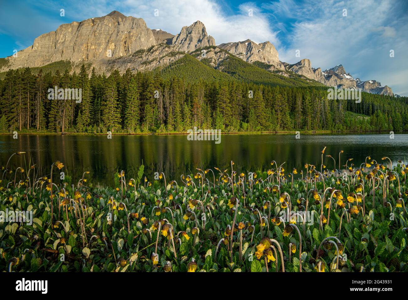 Landscape with, lake, forest and Mountain avens (Dryas octopetala) flowers, Canmore, Alberta, Canada Stock Photo