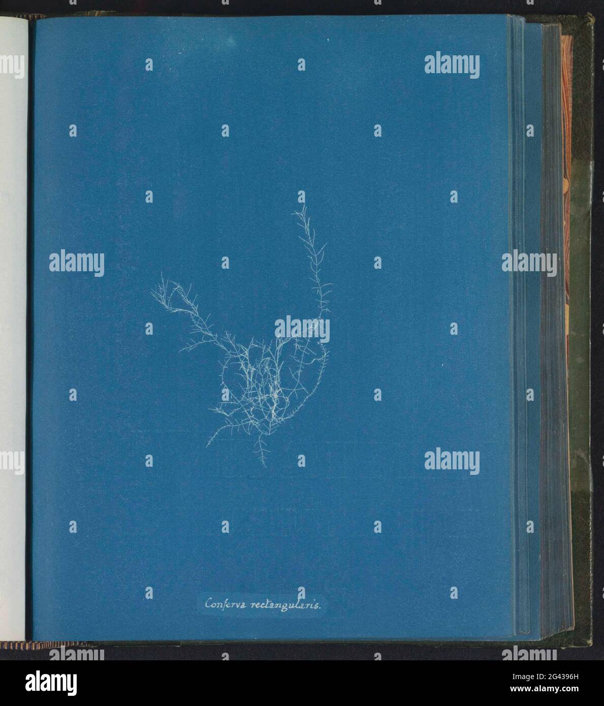 Conferva Rectangularis; Seaweed Stock Photo - Alamy