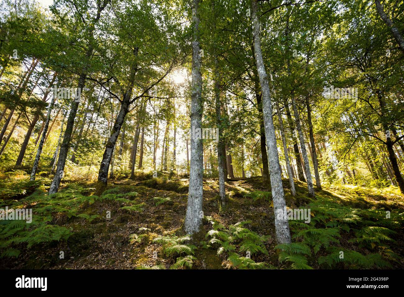 Forest with ferns, Lac de Saint-Etienne-Cantalès, near Aurillac, Cantal department, Auvergne-Rhône-Alpes, France Stock Photo