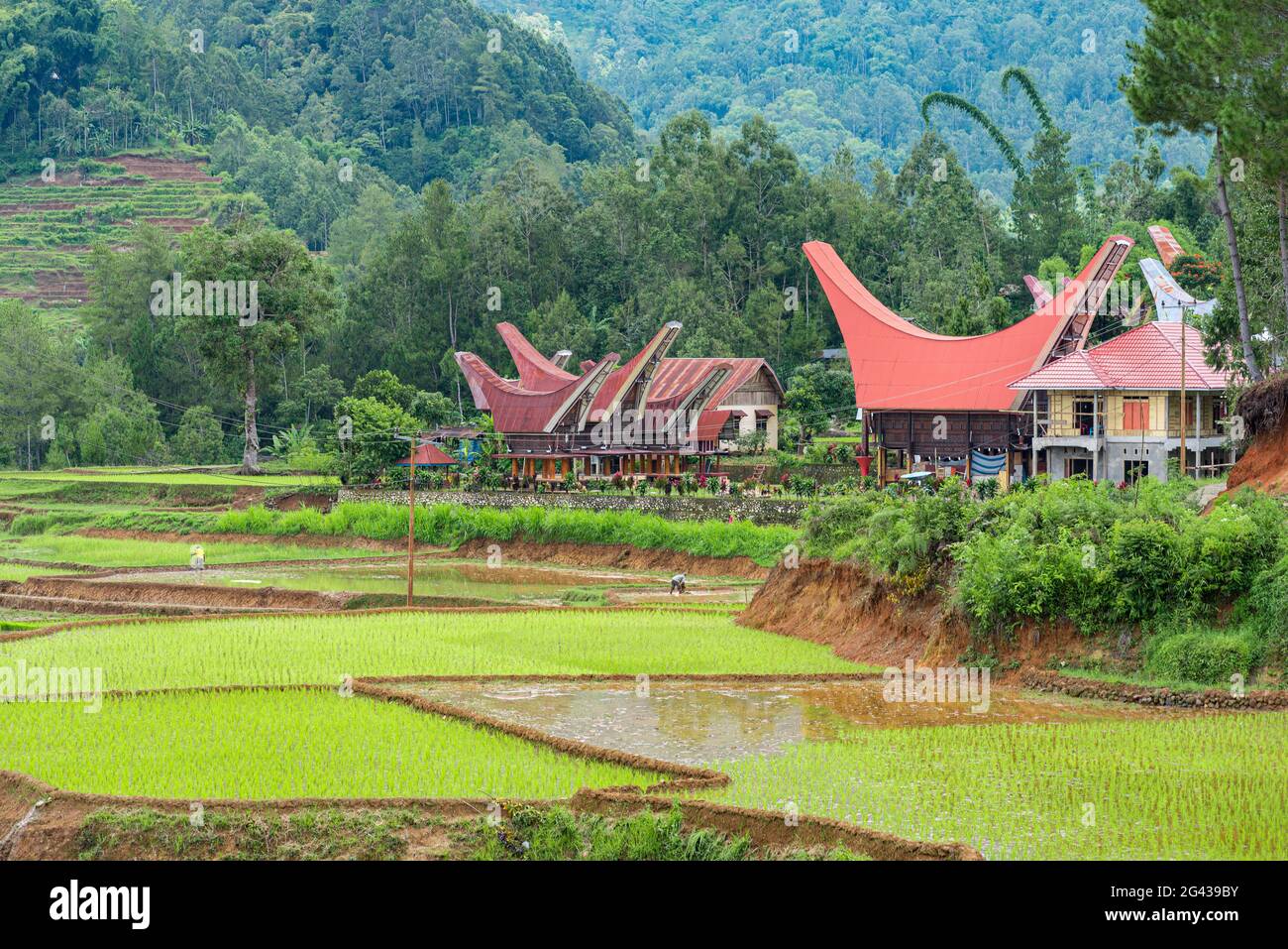Hamlet with Tongkonan house and rice granary in the mountains of Tana Toraja Stock Photo