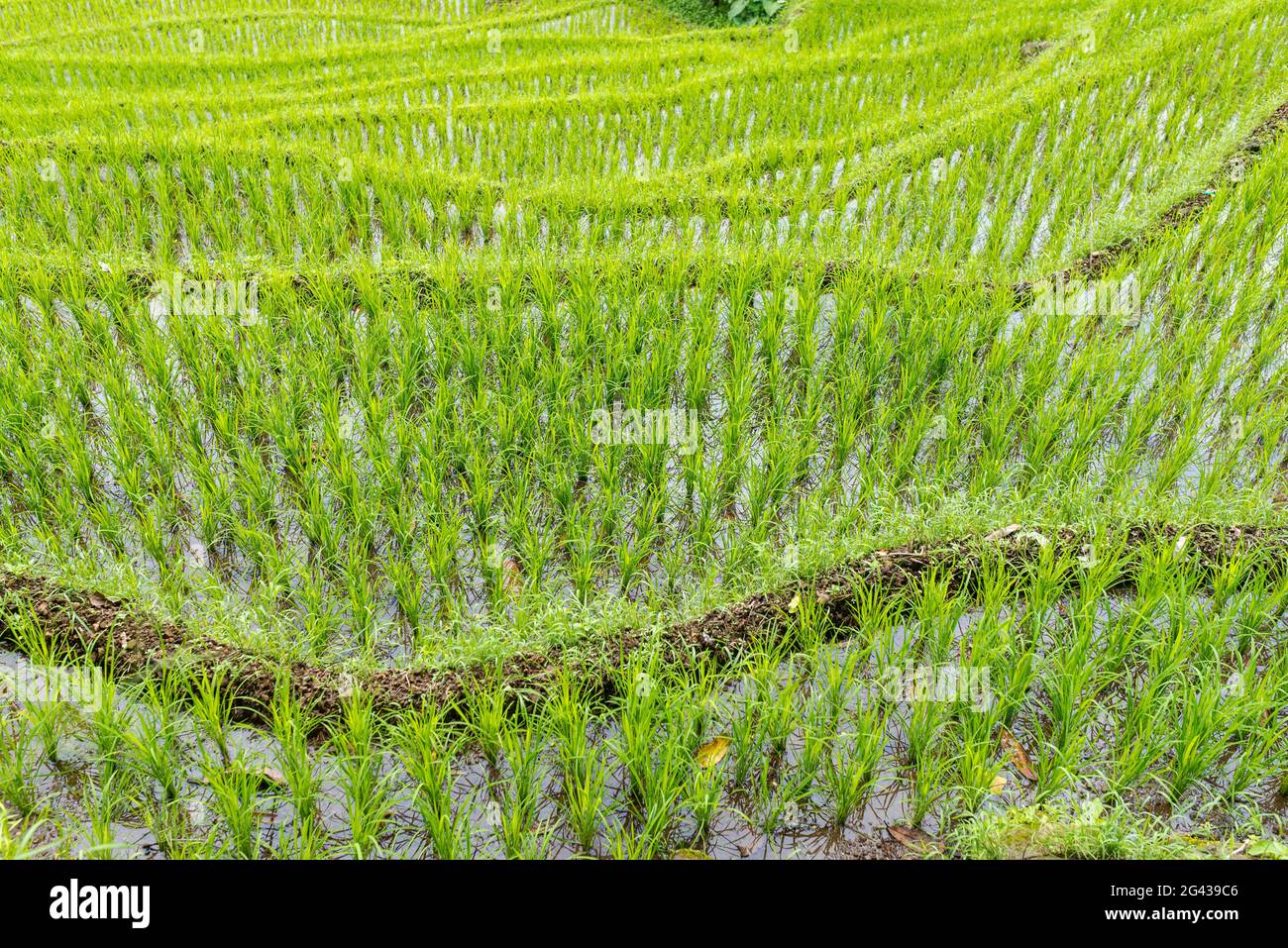 Landscape with terraced rice fields in Tana Toraja on Sulawesi Stock Photo