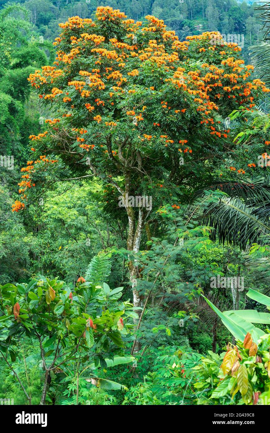 Tropical forest in Tana Toraja on Sulawesi Stock Photo