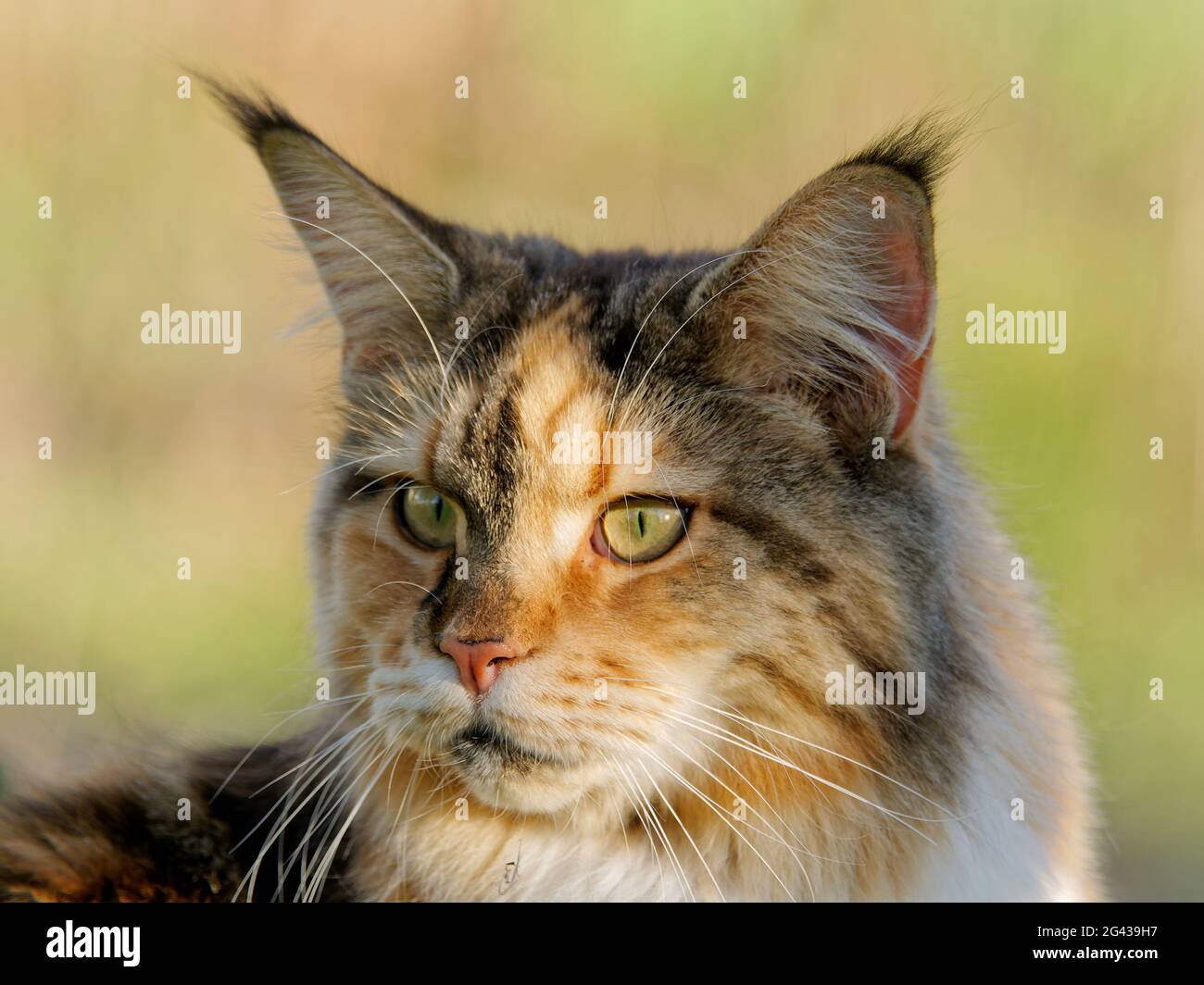 Maine coon cat on a meadow Stock Photo - Alamy