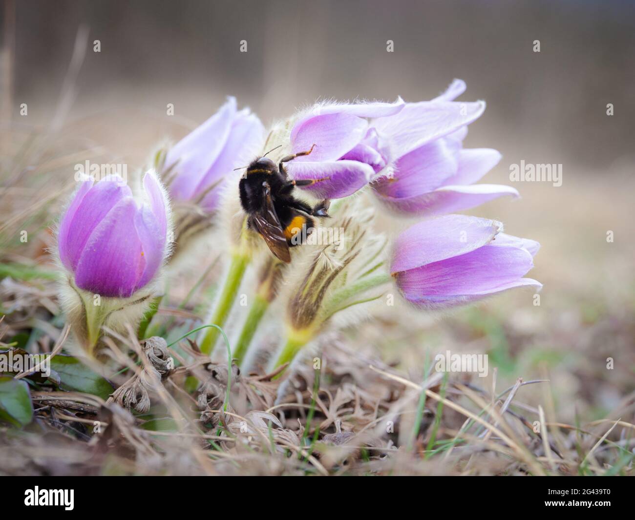 Humble bee on a pasque flower in spring Stock Photo
