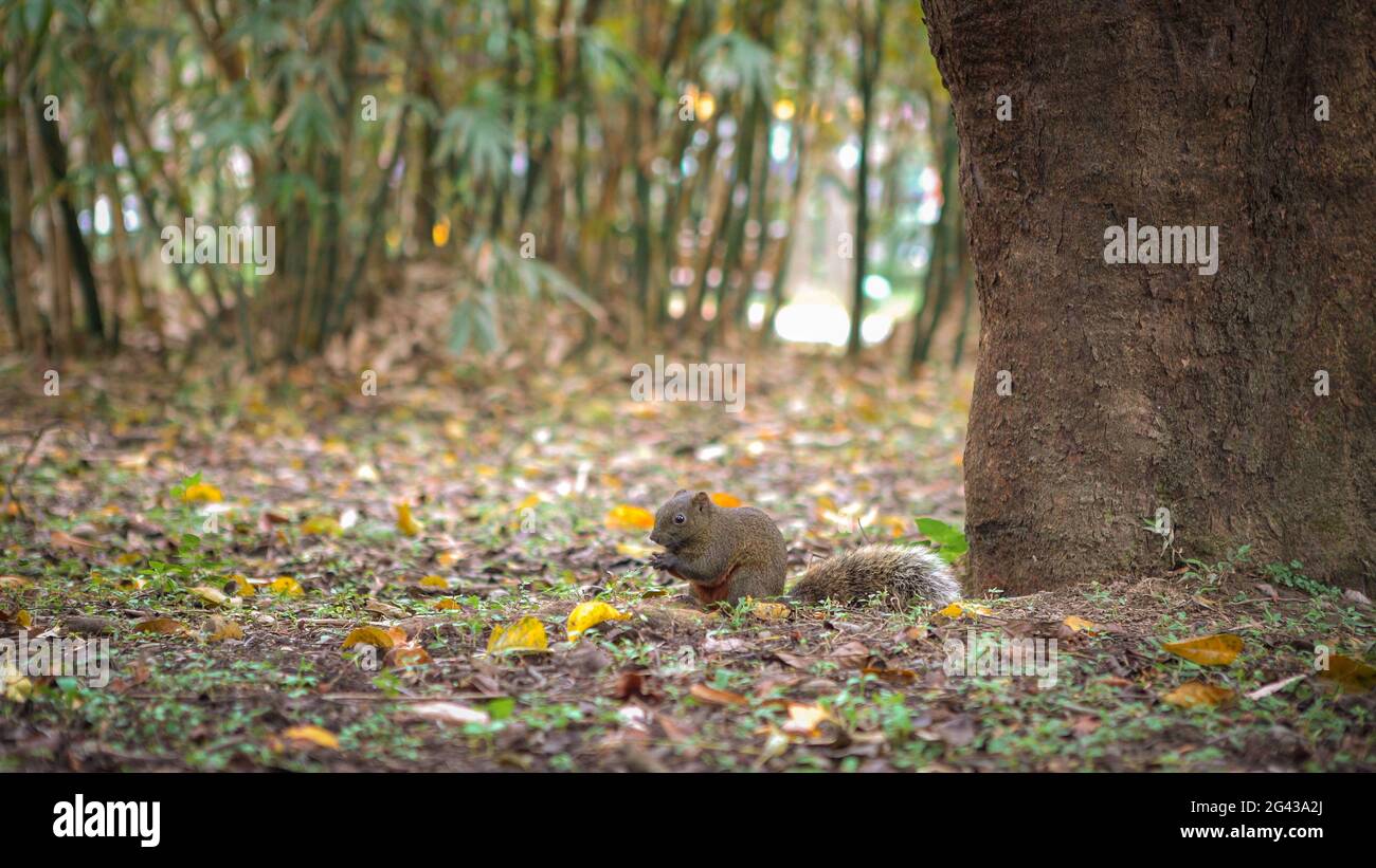 A Cute Pallas's Squirrel Is Eating Food On The Floor Of The Daan Park Forest, Taipei Stock Photo