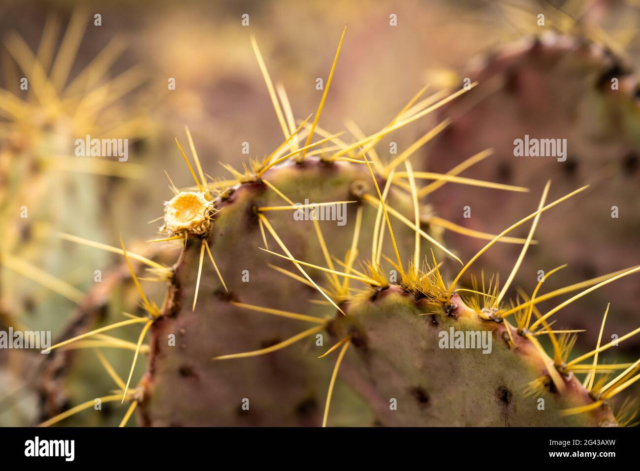 Close Up of Yellow Needles On Pricklypear Cactus with Purple Coloring Stock Photo