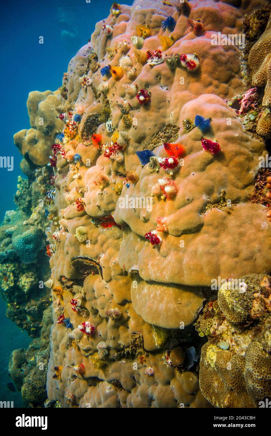 Underwater in the sea off Malekula, Vanuatu, South Pacific, Oceania Stock Photo