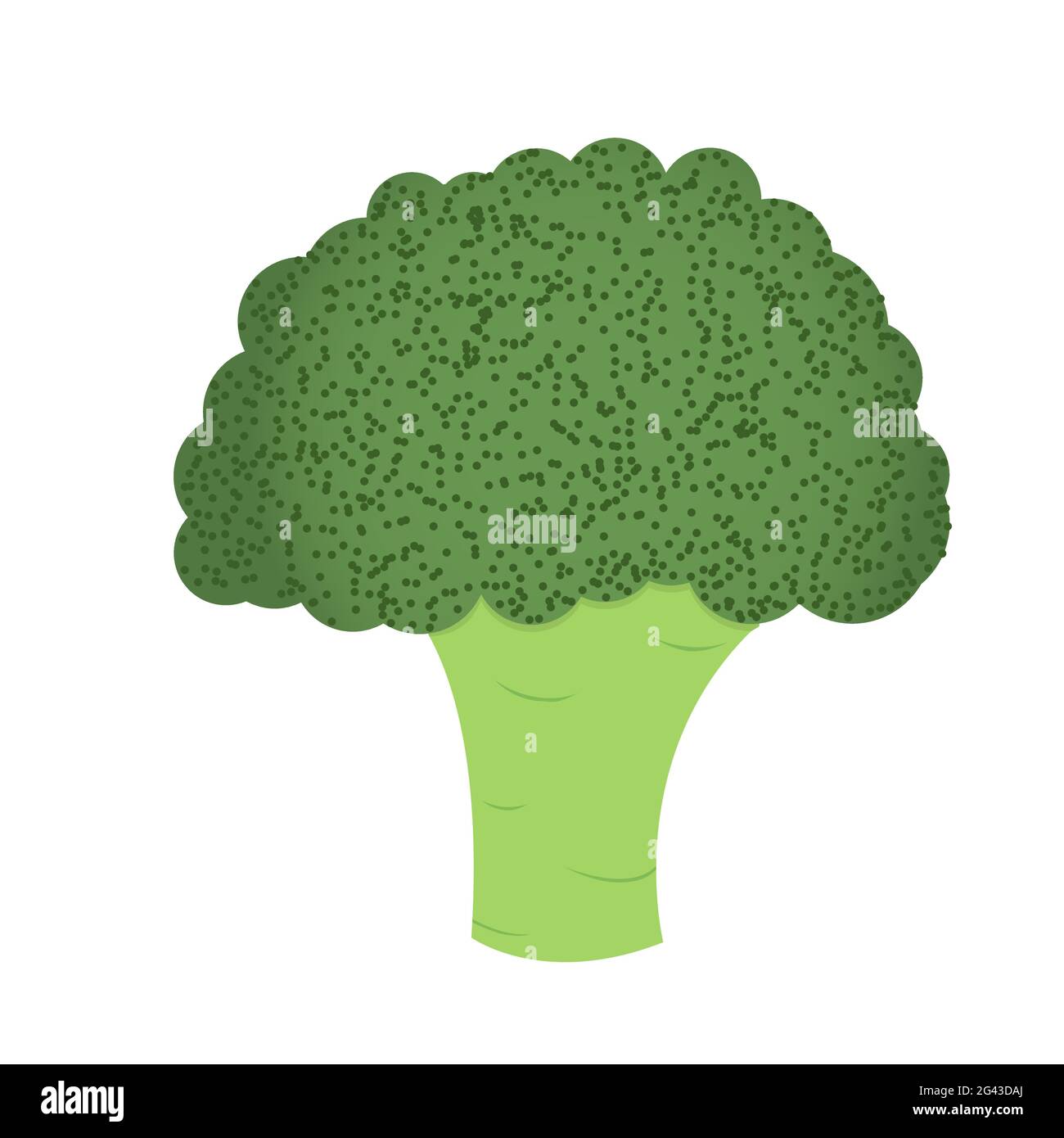 Broccoli plant Stock Vector Images Alamy