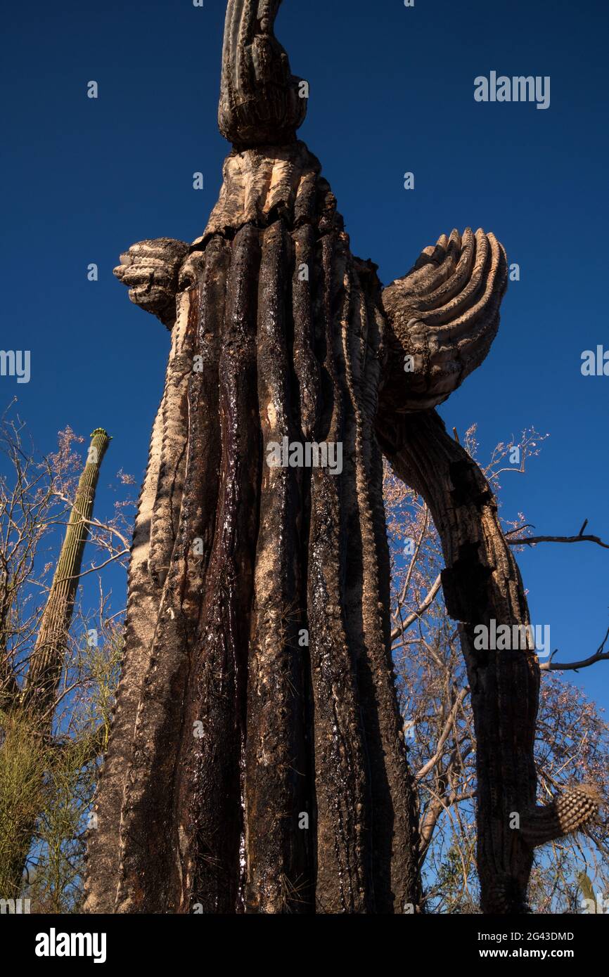 A dying saguaro cactus seeps fluid in Ironwood Forest National Monument, Sonoran Desert, Arizona, USA.  It is unknown whether the cactus is distressed Stock Photo