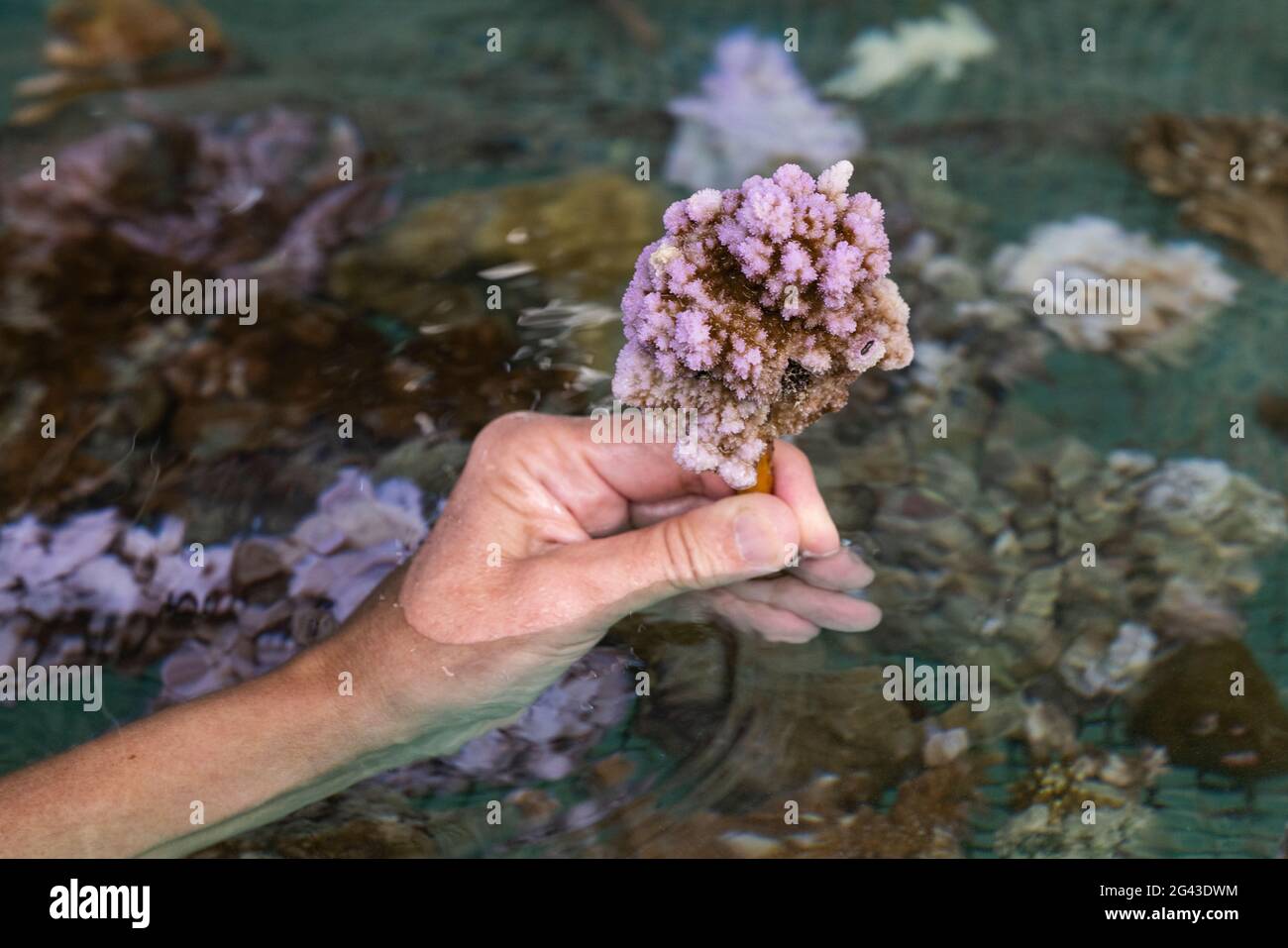 Hand holds coral planted as part of the 'Association of Coral Gardeners' program in the Moorea Lagoon, Windward Islands, French Polynesia, South Pacif Stock Photo