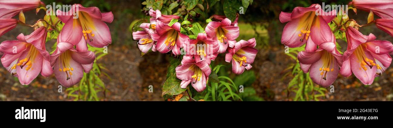 Close-up of pink lilies Stock Photo