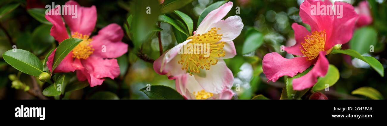 Close-up of white and pink Camellia flowers Stock Photo