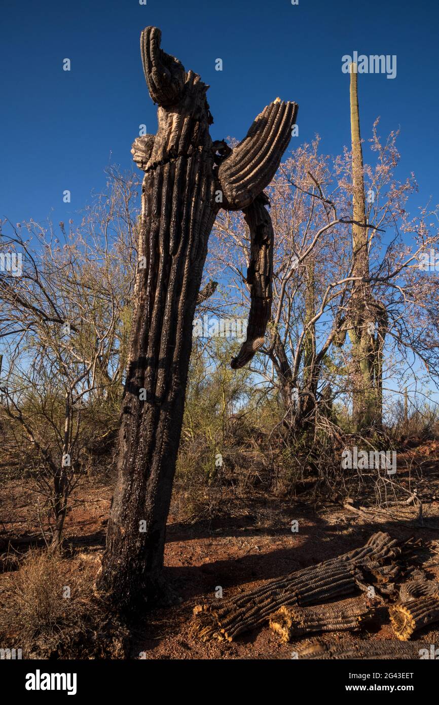 A dying saguaro cactus seeps fluid in Ironwood Forest National Monument, Sonoran Desert, Arizona, USA.  It is unknown whether the cactus is distressed Stock Photo