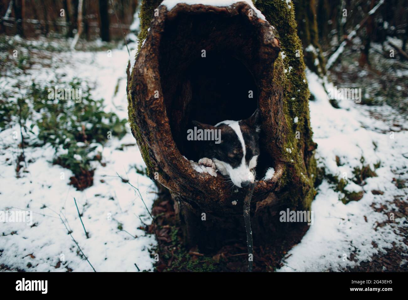 The sad puppy corgi dog seats in hollow tree Stock Photo