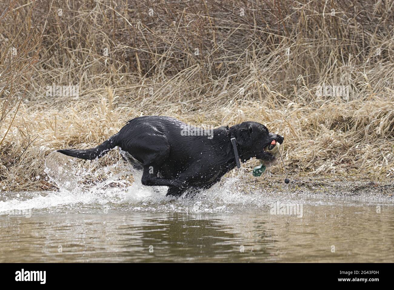 Black Labrador With Duck High Resolution Stock Photography and Images