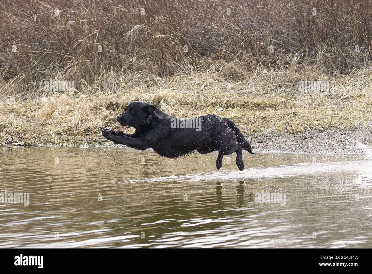 Black labrador jumping into water hires stock photography and images