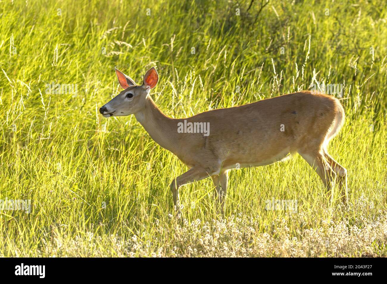 Female deer walking in grass Stock Photo Alamy