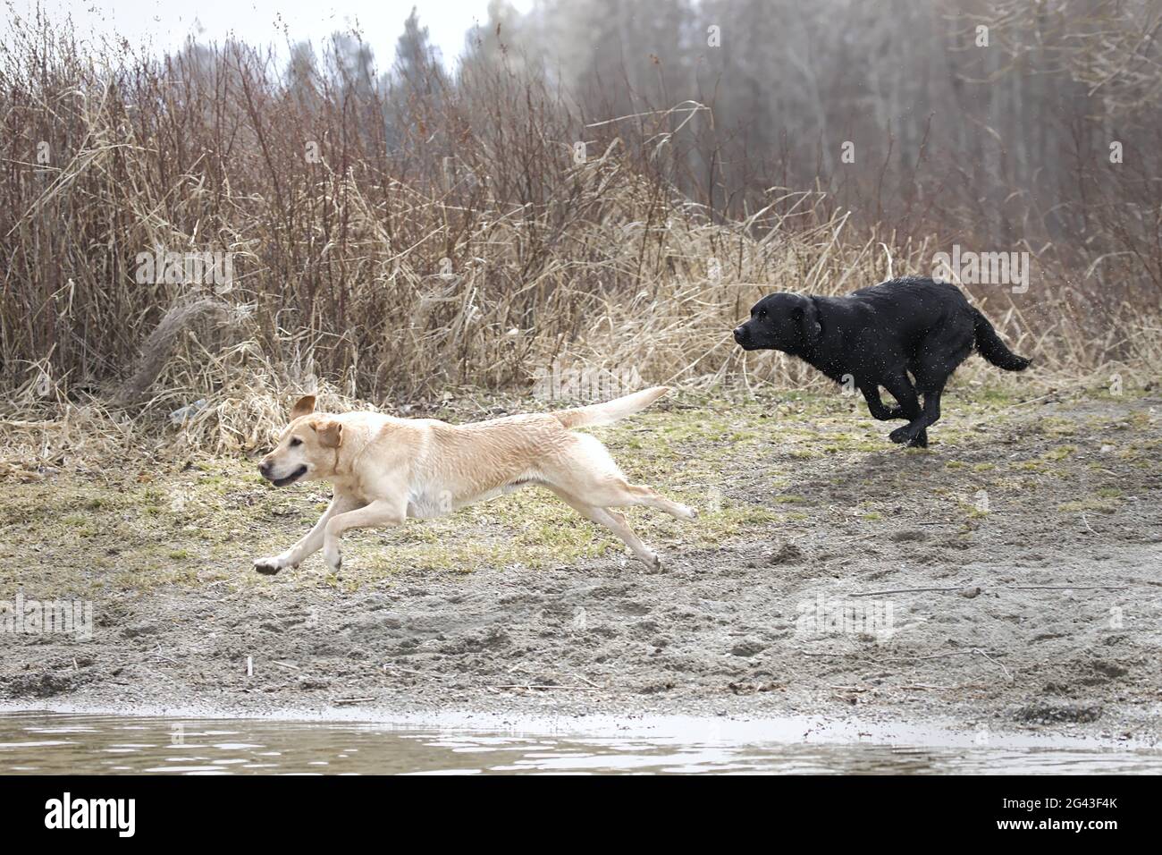 Yellow and black labs run to the water Stock Photo Alamy