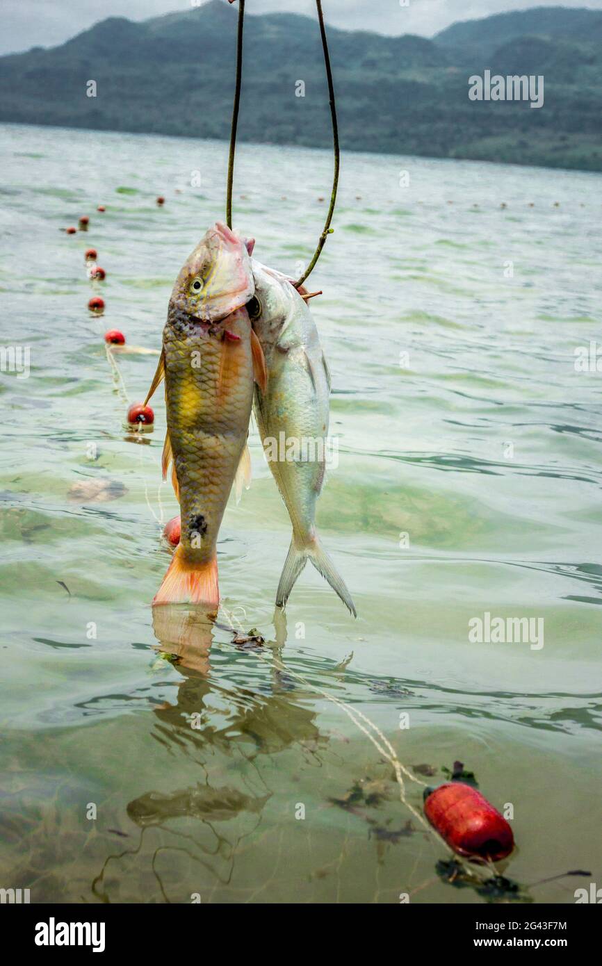 Sea fishing off Efate, Vanuatu, South Pacific, Oceania Stock Photo