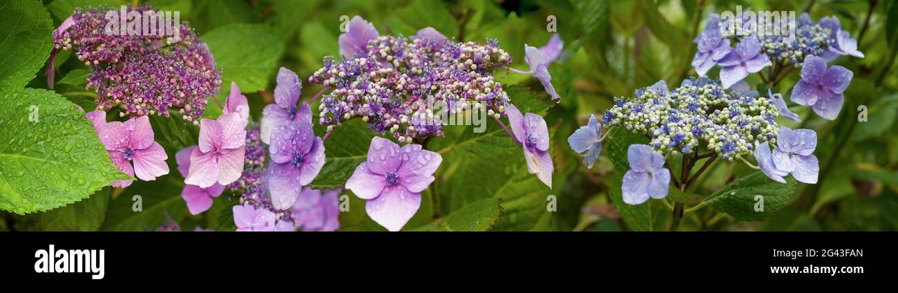 Close-up of pink and blue flowers with rain drops Stock Photo